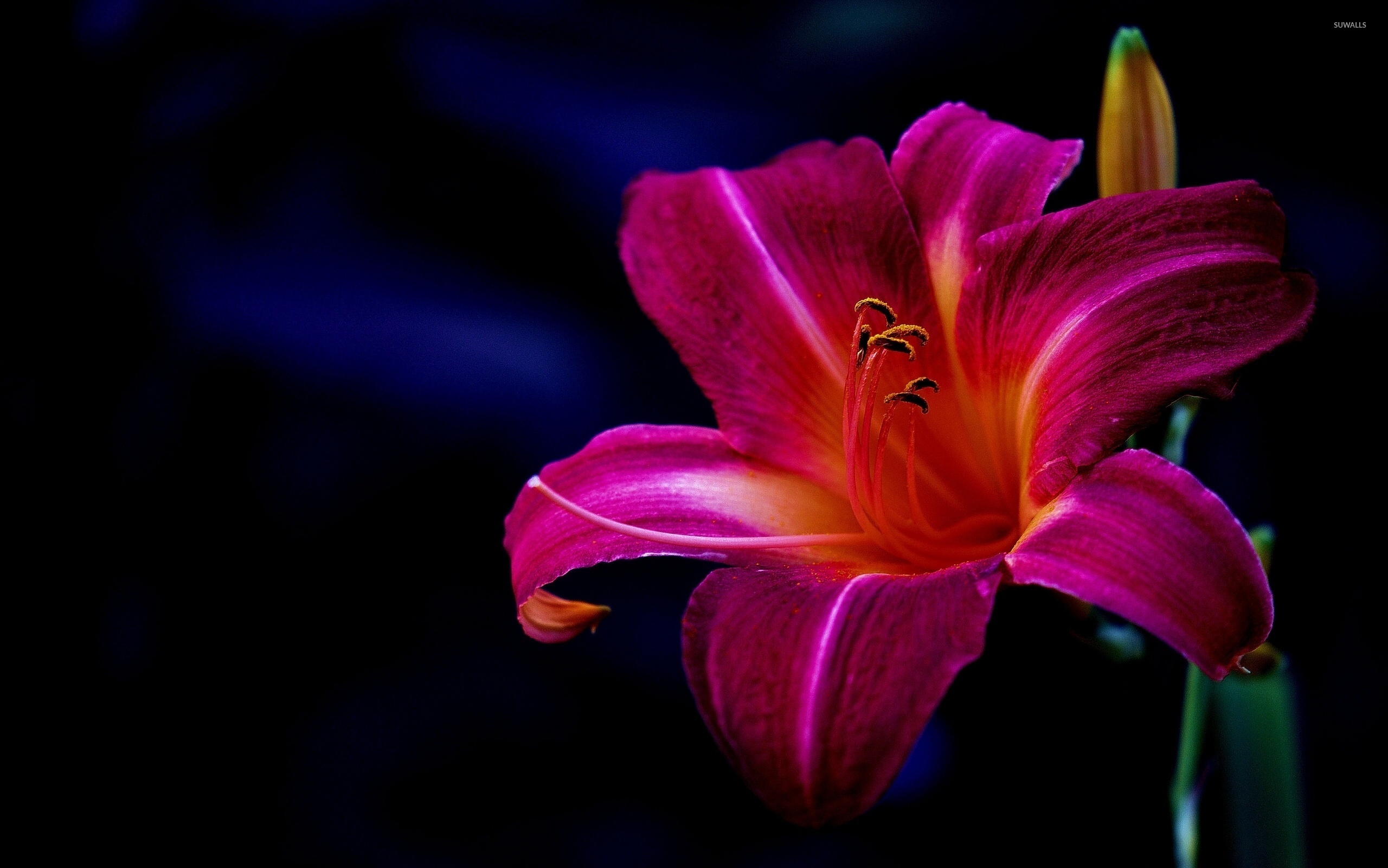 Purple Lily Wallpaper