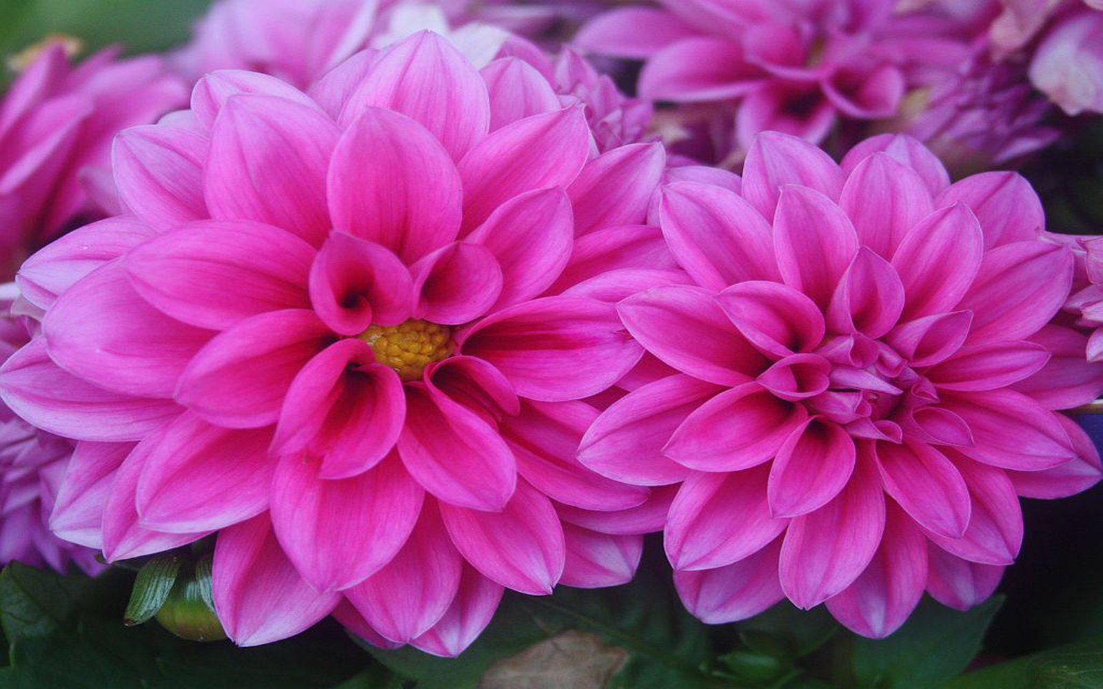 Dahlia Wallpaper