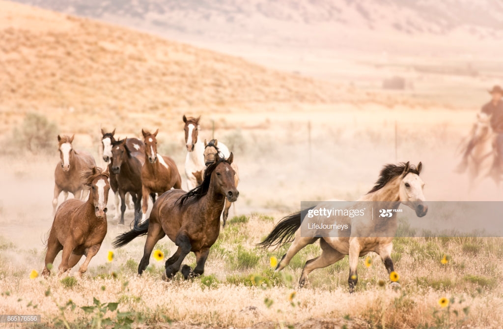 Wild Horse Roundup By Lone Cowboy In The Background Nine Running