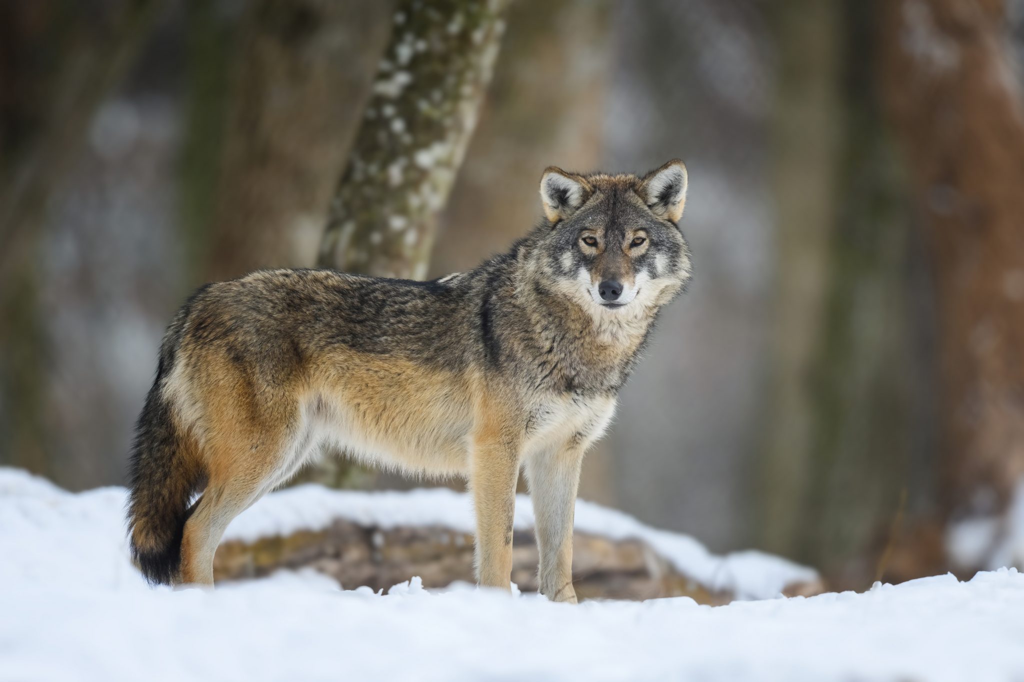 Wolf Sterreichzentrum Wallpaper