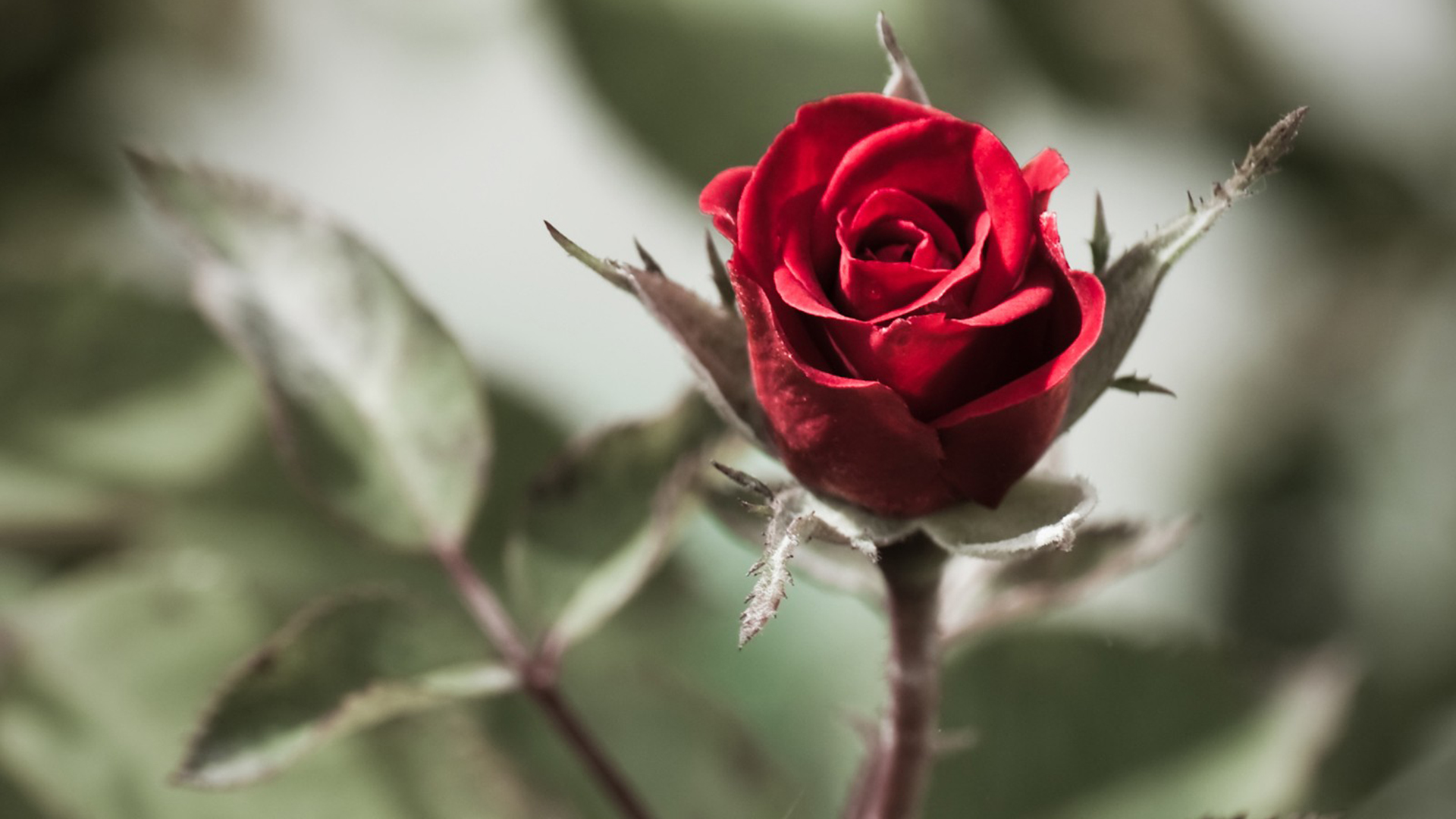 Red Rose Flowers Background Nature Desktop wallpapers HD free   173488