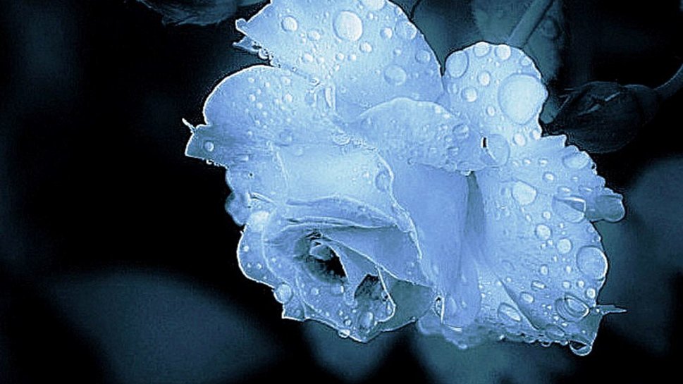 Rose Blue Flower Beautiful