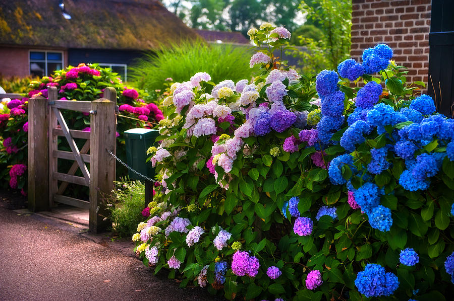 Colorful Hydrangea At The Gate Giethoorn Herlands Photograph