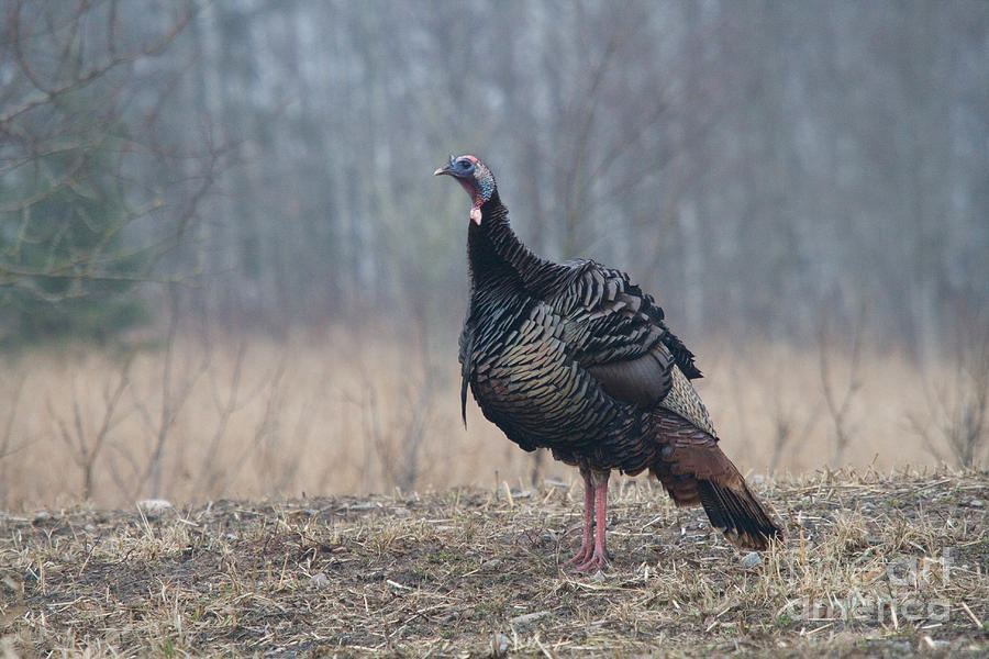 Wild Turkey Displaying In California Thanks To Laurie For Pictures