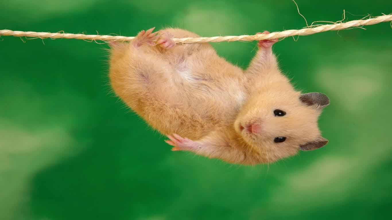 Free download HD Wallpapers Guinea Pig