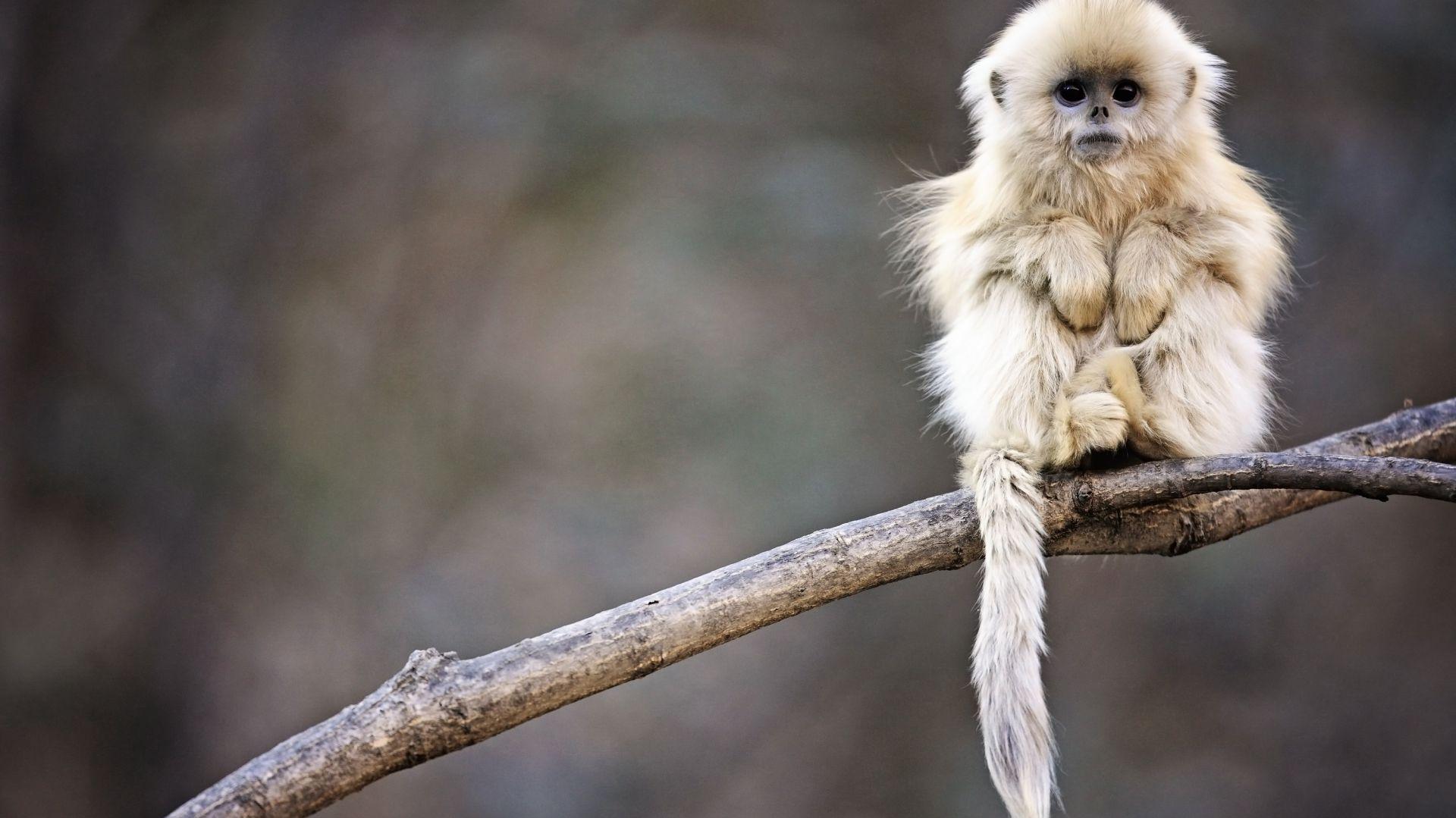WallpapersHome on Snub nosed monkey Animals