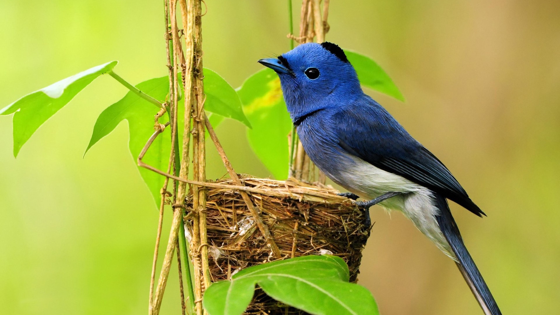 A vibrant blue bird perched on its nest, crafted from twigs and nestled amidst lush green foliage