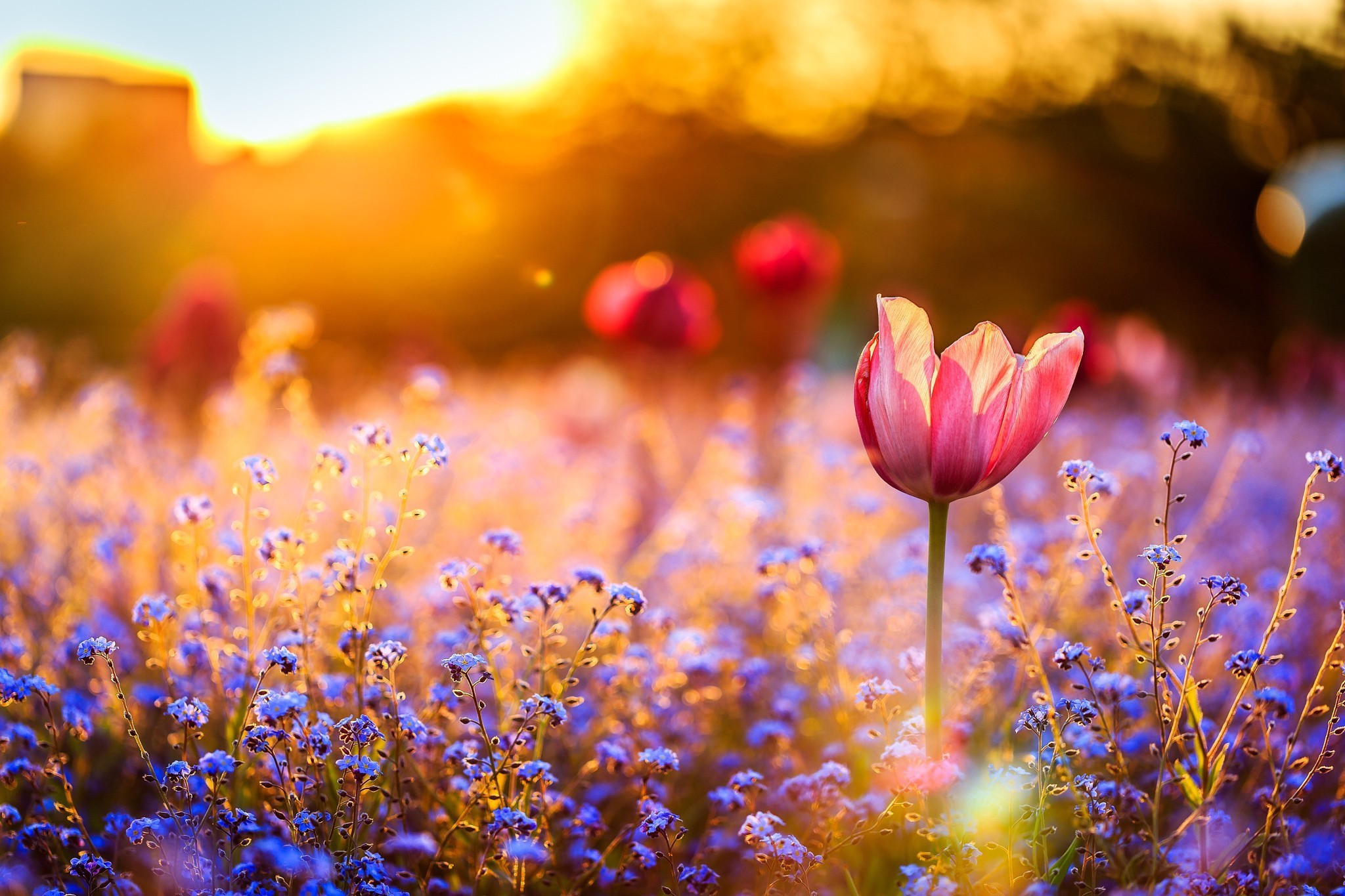 Field Of Flowers Wallpaper