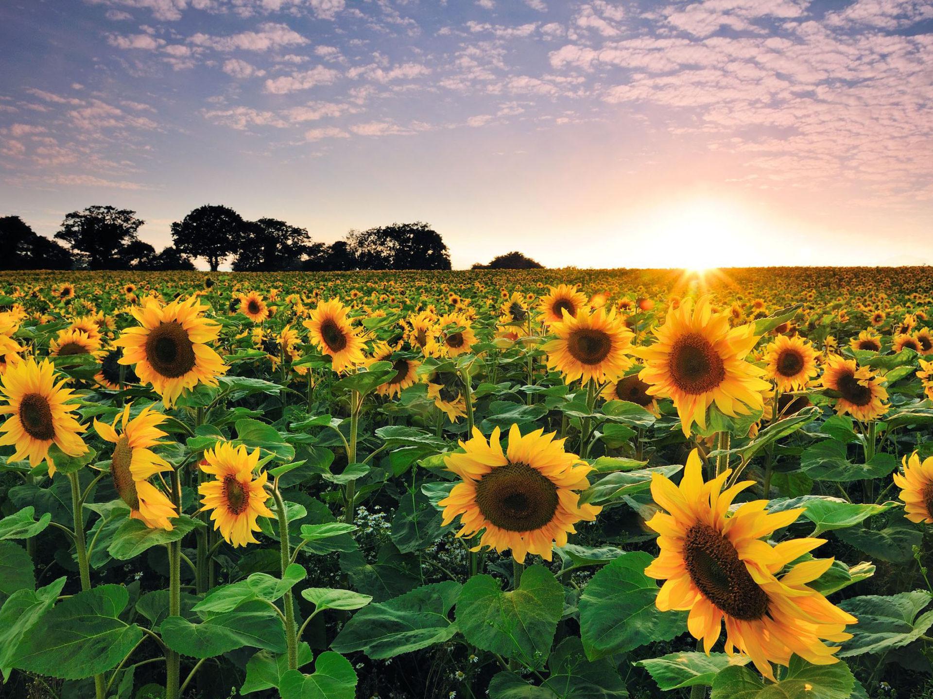 Sunflower Field Image At Sunset Summer Wallpaper HD