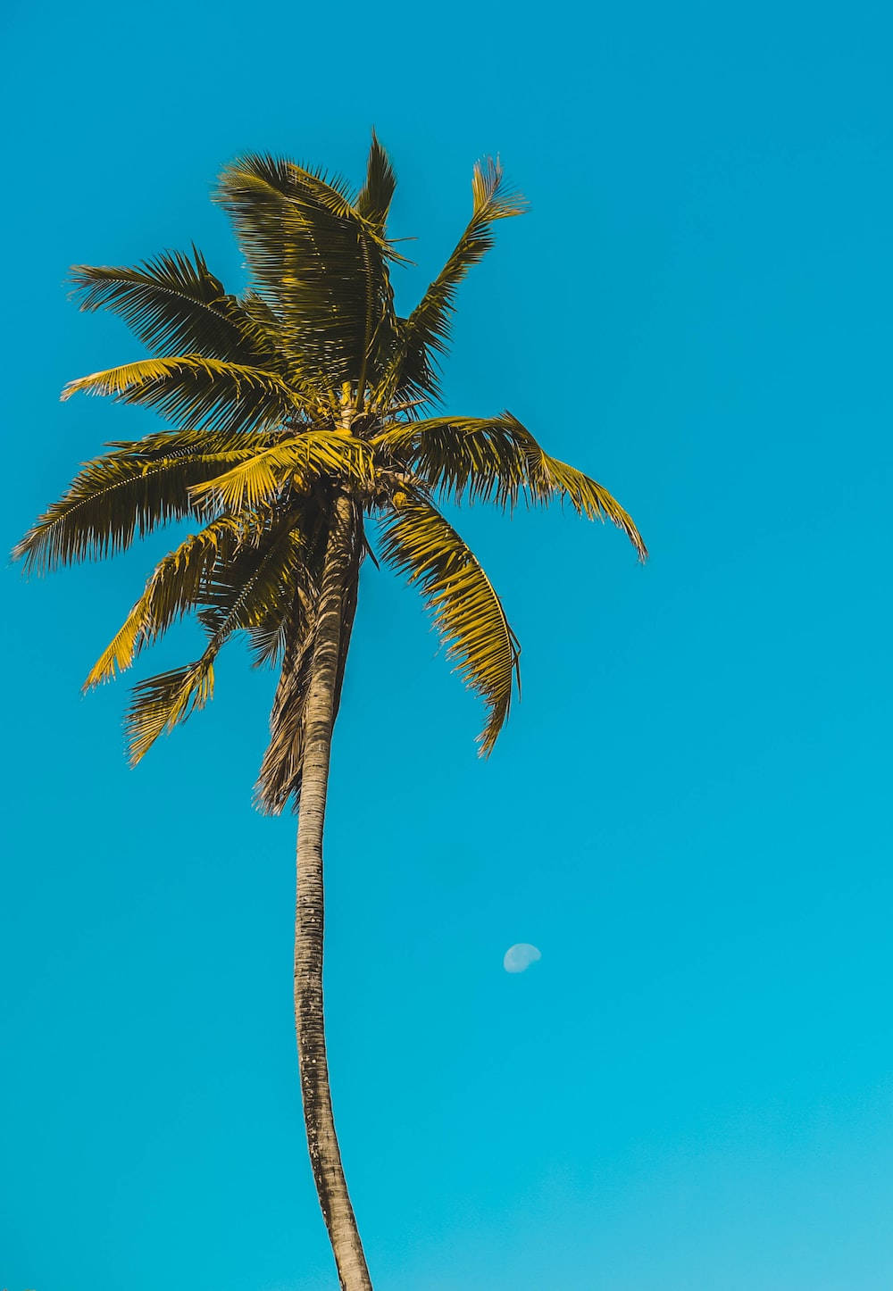 Malibu iPhone Wallpaper