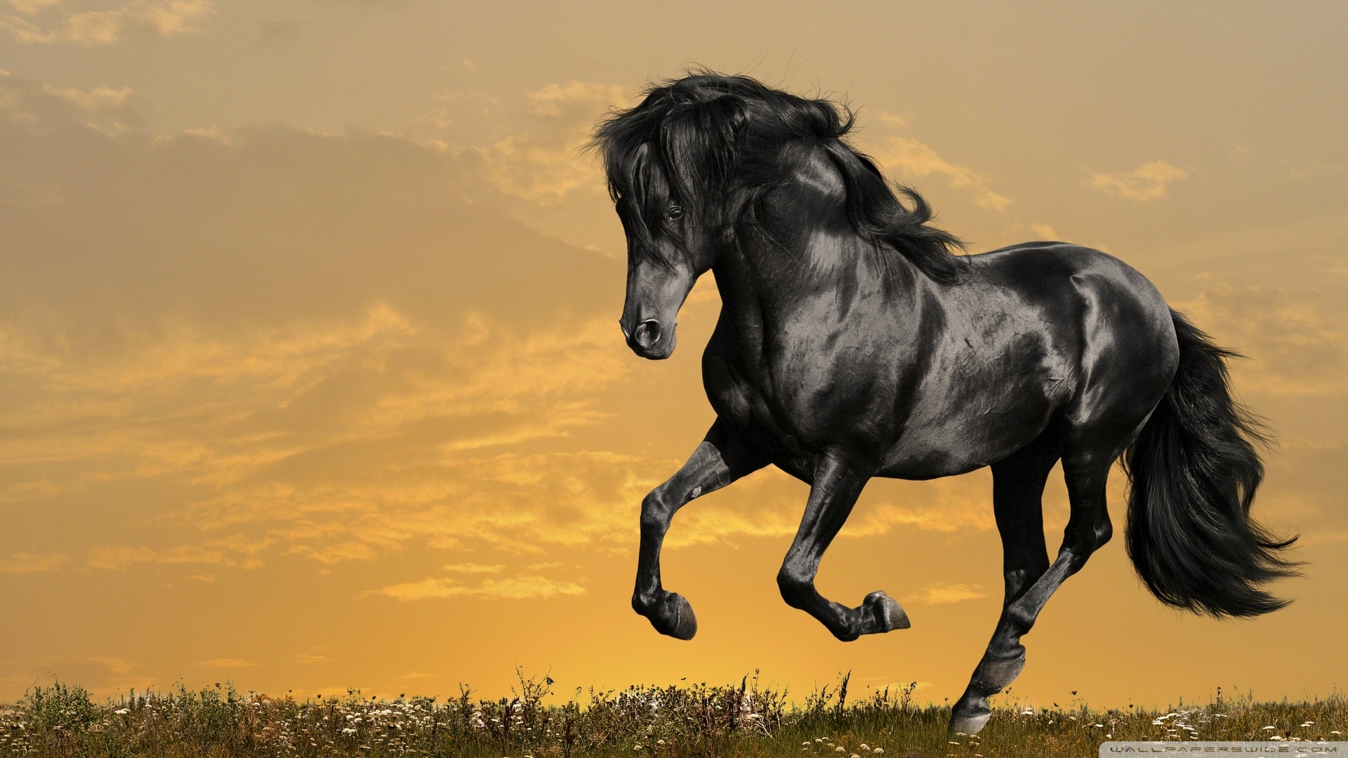 Black Horse Running 4k HD Desktop Wallpaper For Ultra Tv