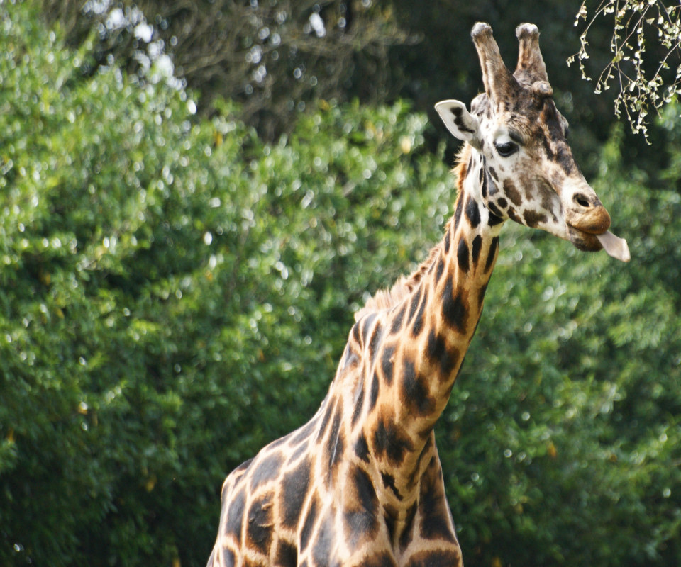 Giraffe Photos Wallpaper Desktop Background