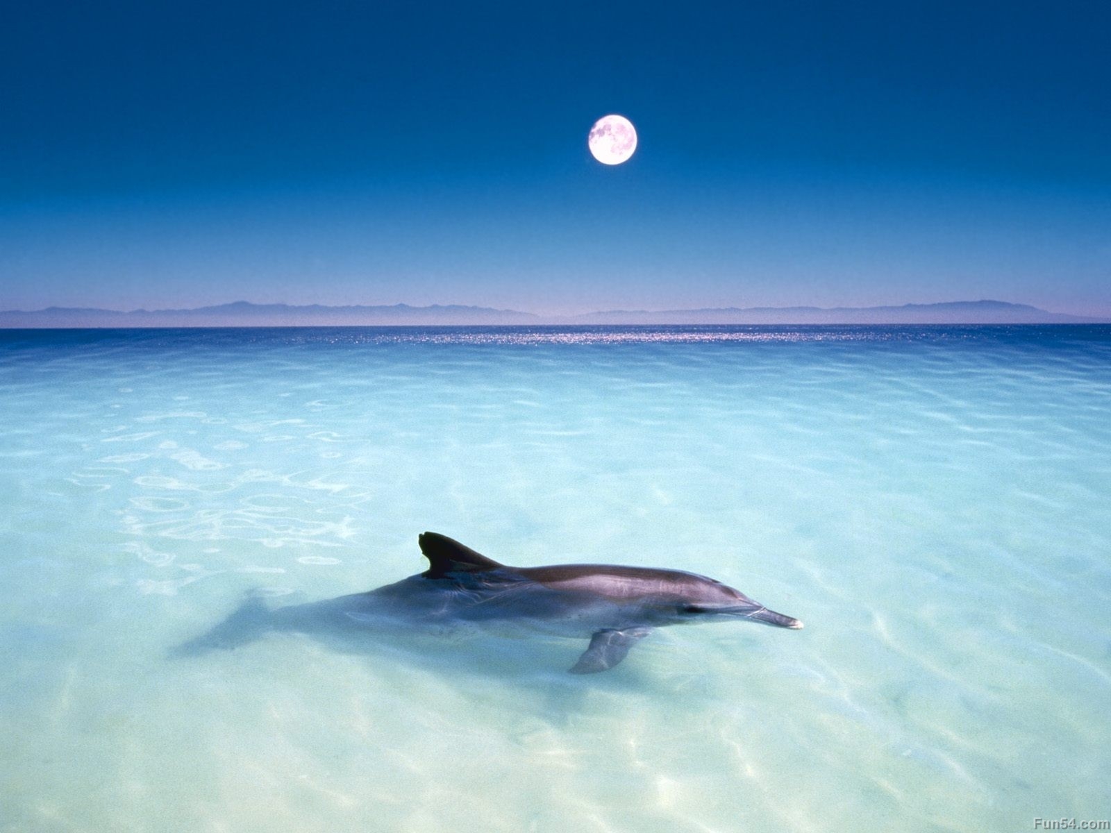 Beautiful Dolphin On The Beach With White Moon In Blue Sky Background