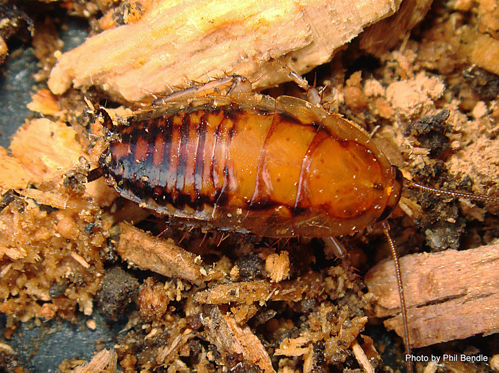 Juvenile Bush Cockroach Madagascar Hissing