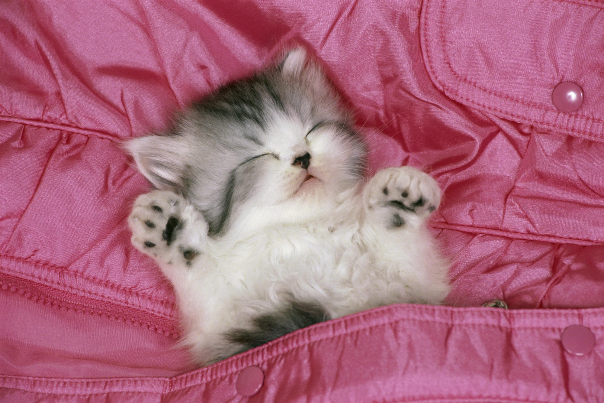 Sweet Cute Cats Wallpaper Desktop Background
