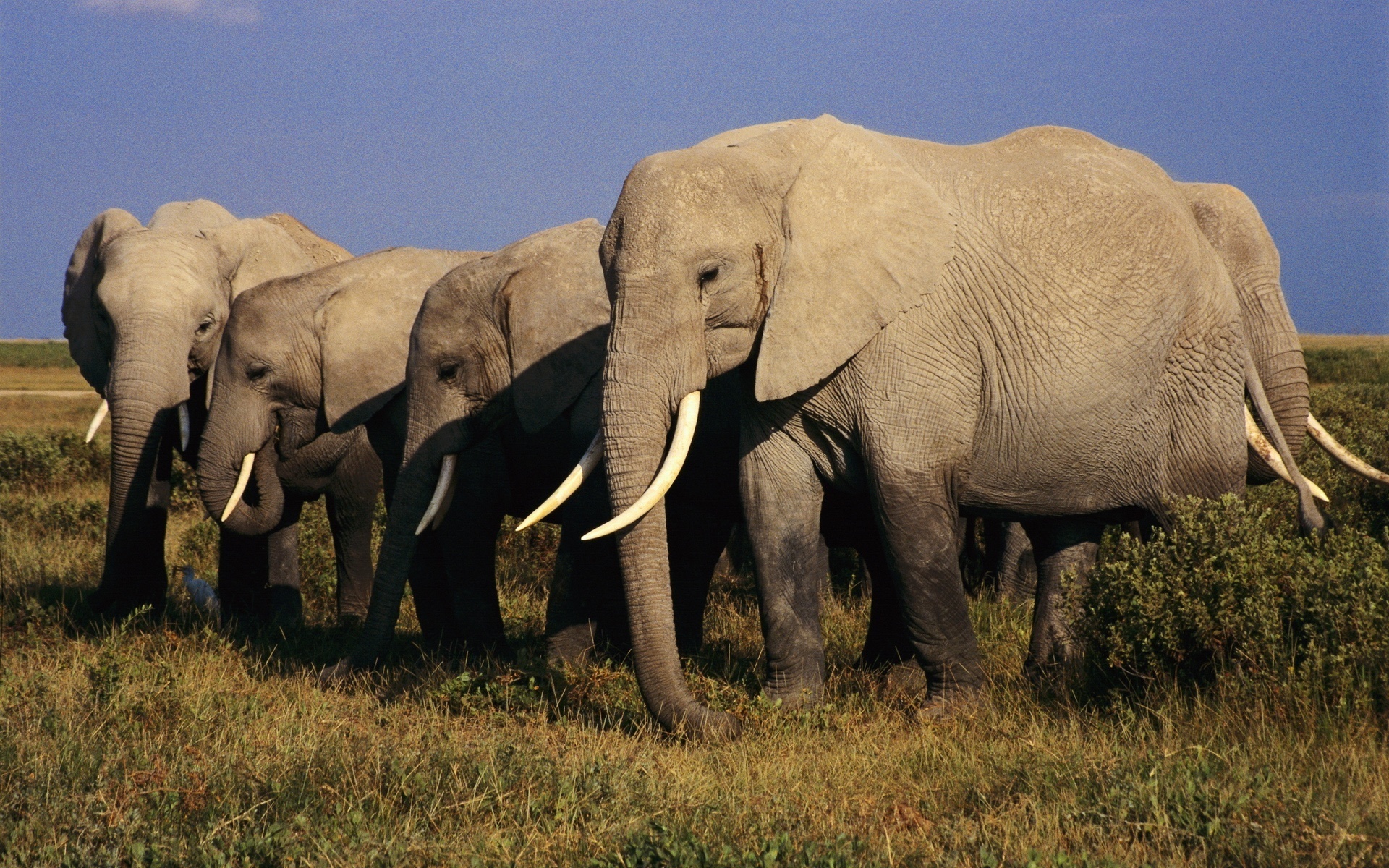 Elephant Computer Wallpaper Desktop Background Id