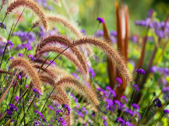 Beautiful Scenario Of Different Varieties Flowers
