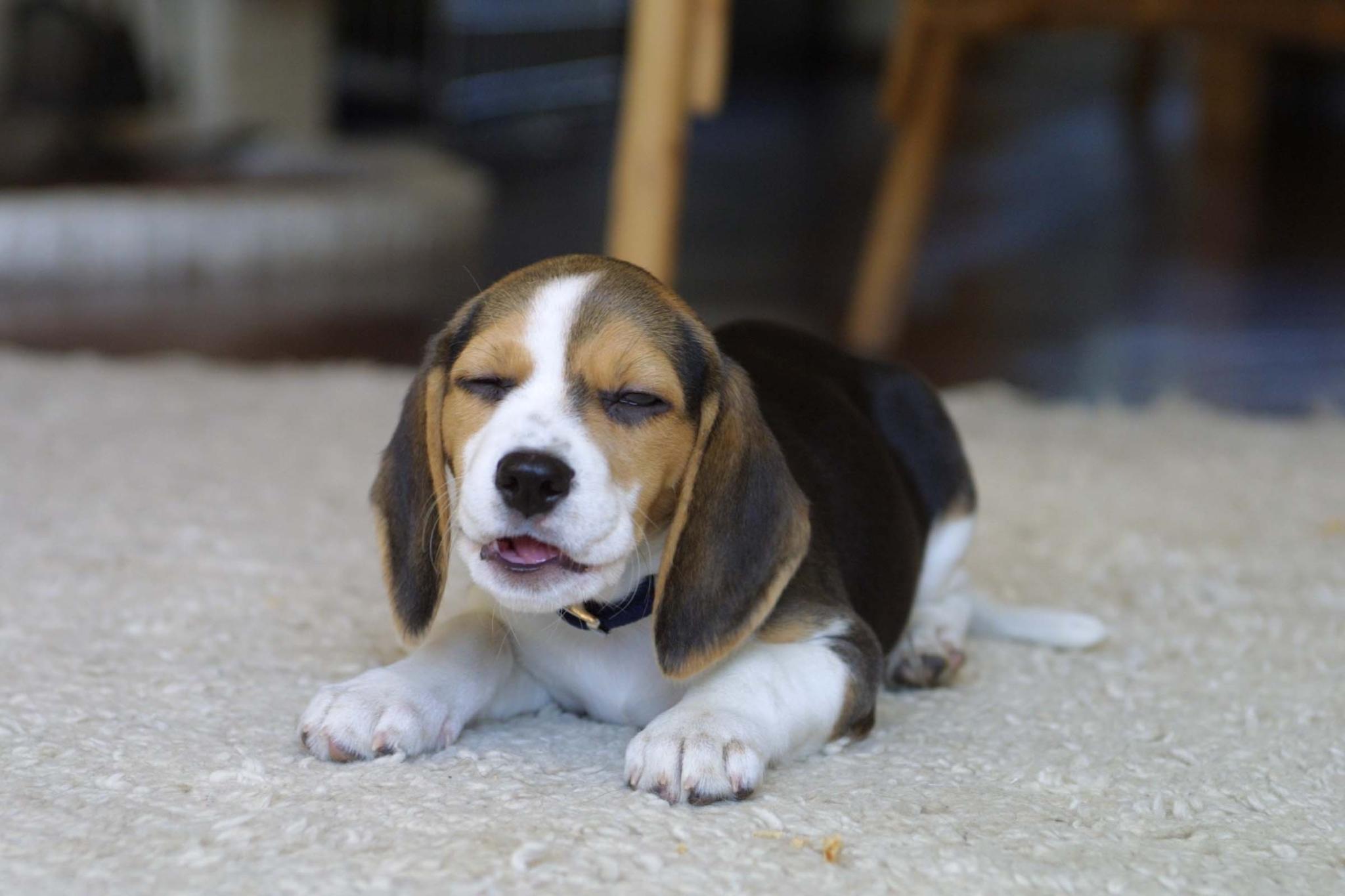 Funny Dog Beagle On The Carpet Wallpaper And Image