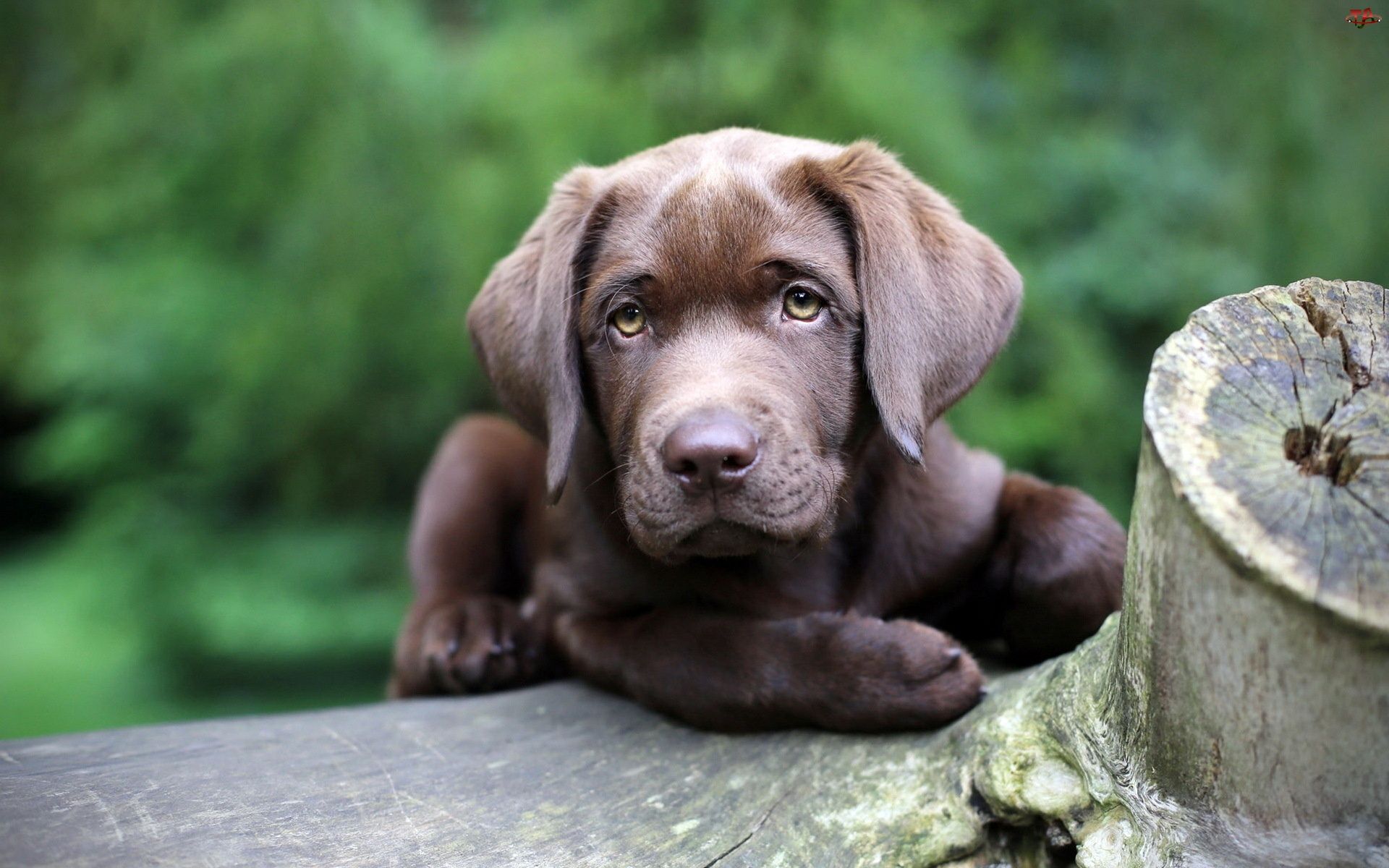 Chesapeake Bay Retriever Puppies HD Pictures Image Wallpaper