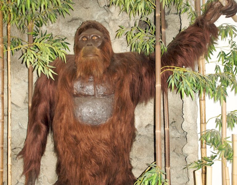 Did Bigfoot Really Exist How Gigantopithecus Became Extinct