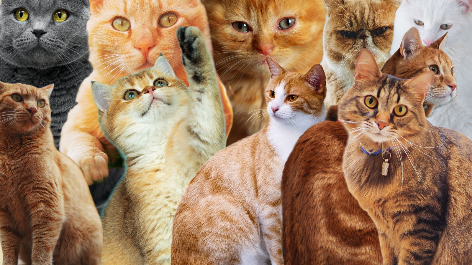Customize Animal Desktop Wallpaper Templates Online
