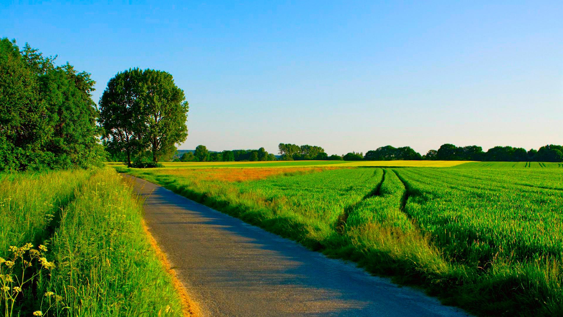 Summer Road Among Manicured Fields Wallpaper And Image