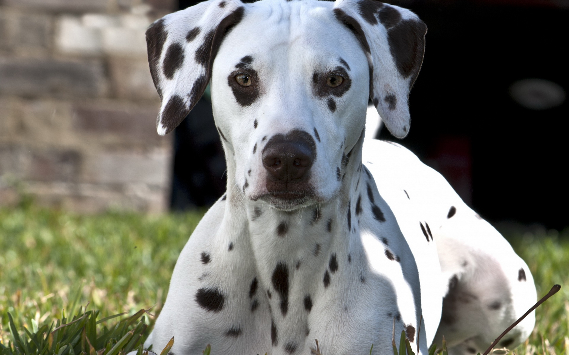 Dalmatian Dog Desktop Wallpaper Umad