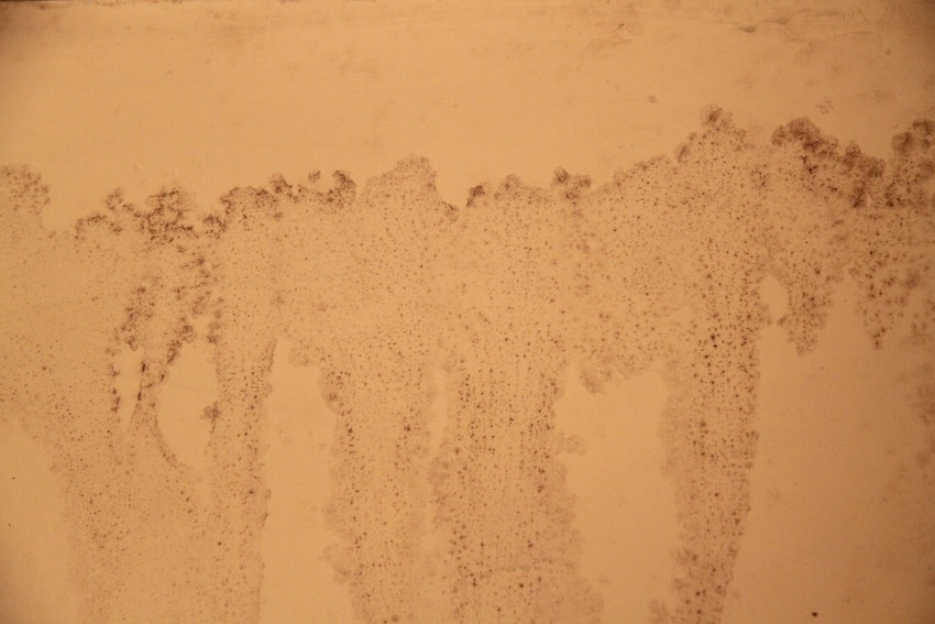 How to Get Mold Off Wallpaper WallpaperSafari