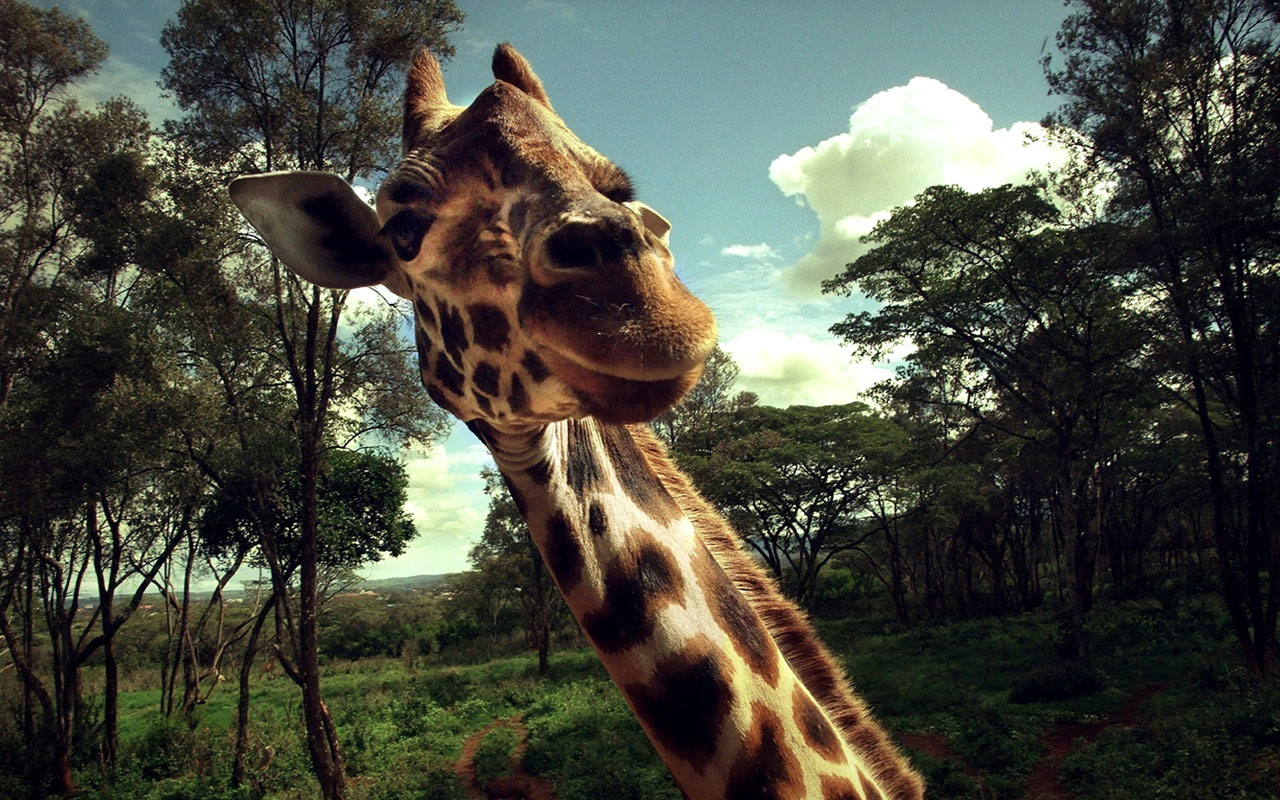 Animal Wallpaper Desktop Of The Giraffe On African