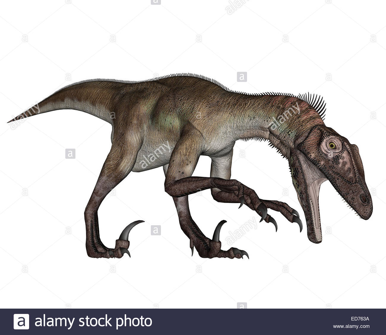 Utahraptor Dinosaur Roaring White Background Stock Photo