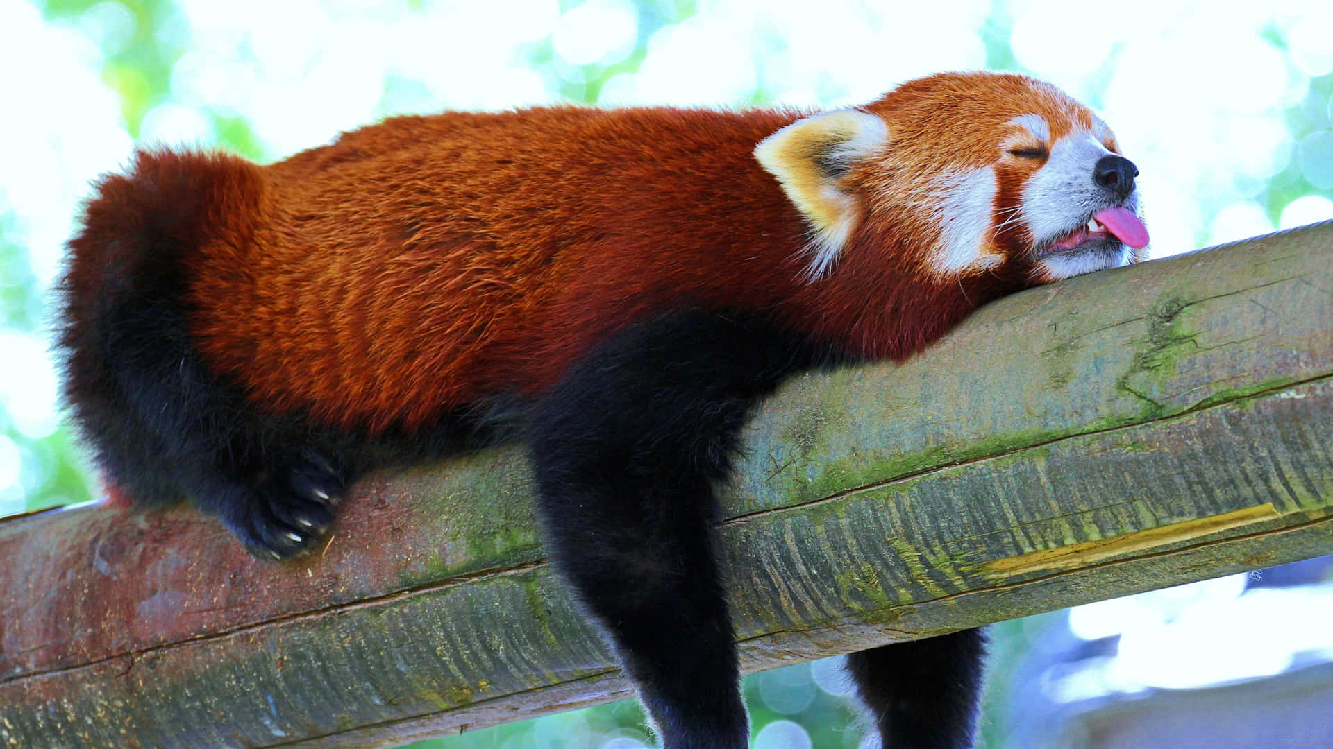 Cute Red Panda Wallpaper