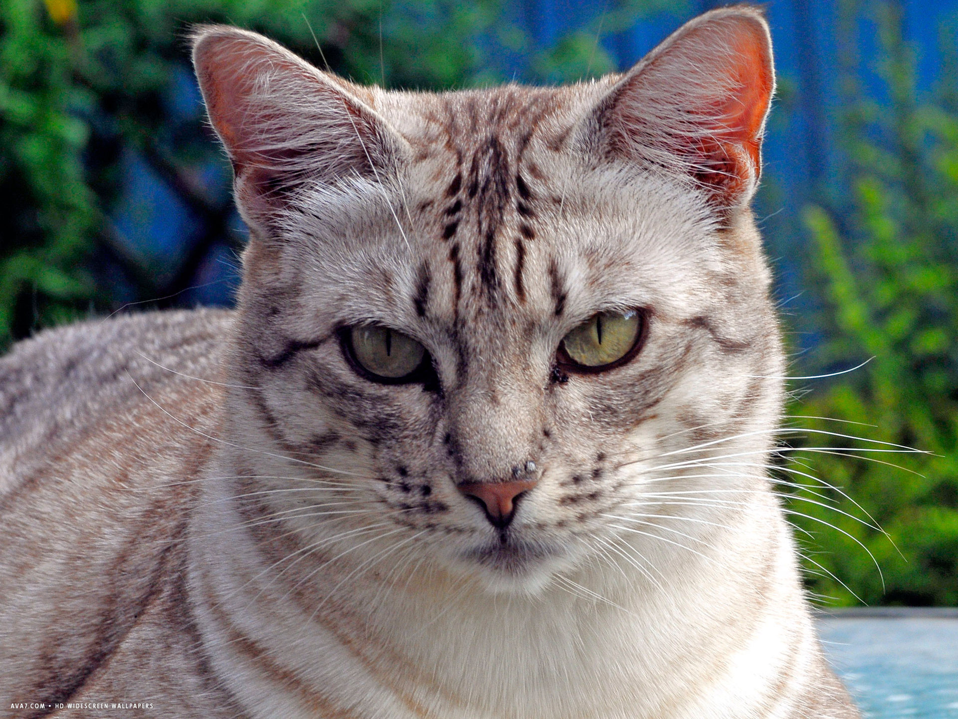 Ocicat White Hair Lying Cat HD Widescreen Wallpaper
