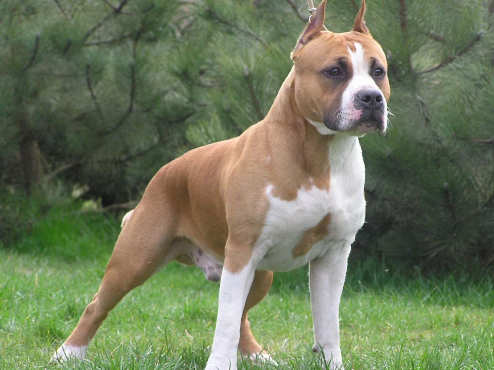 Walking American Staffordshire Terrier Photo And Wallpaper