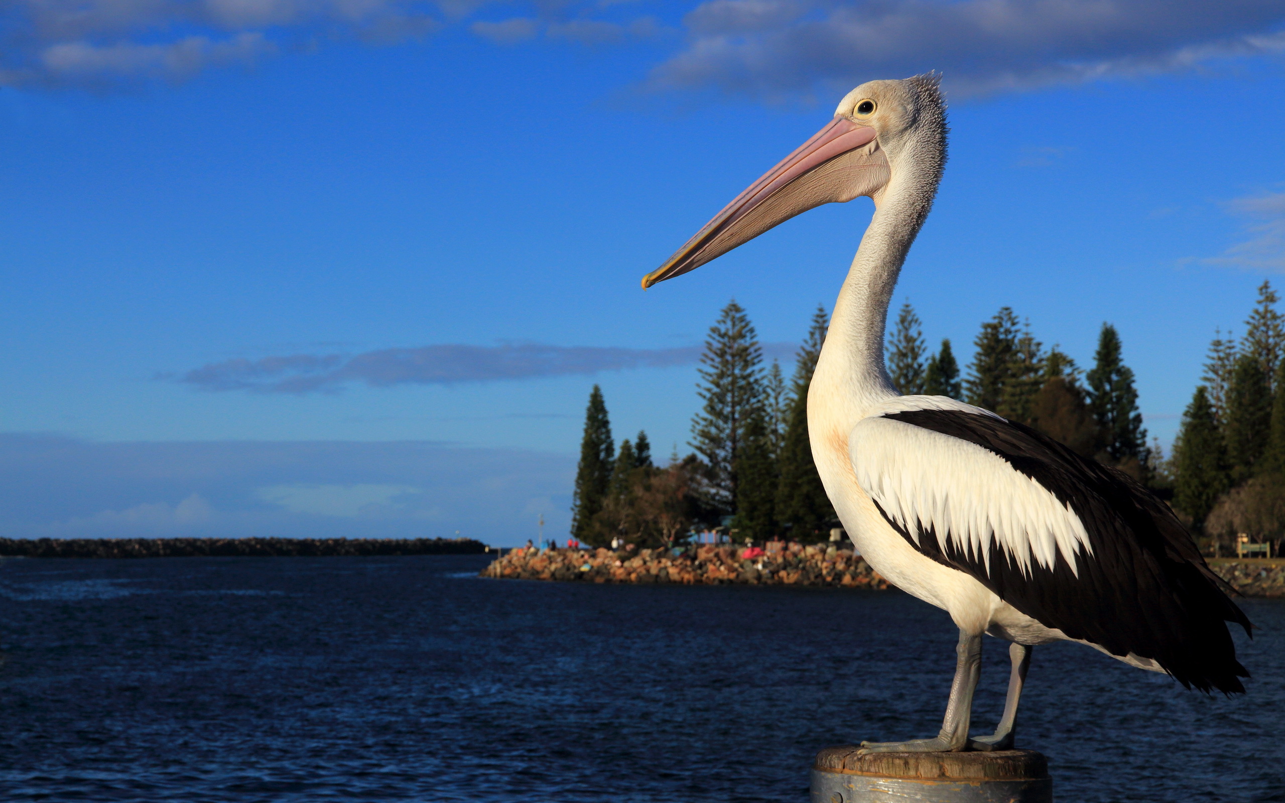 Explore The Collection Birds Pelicans Pelican