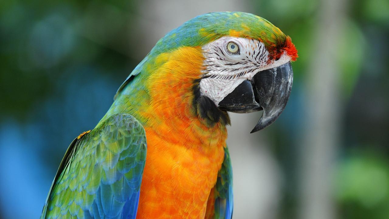 Blue And Yellow Macaws Animals Birds Parrots Wallpaper