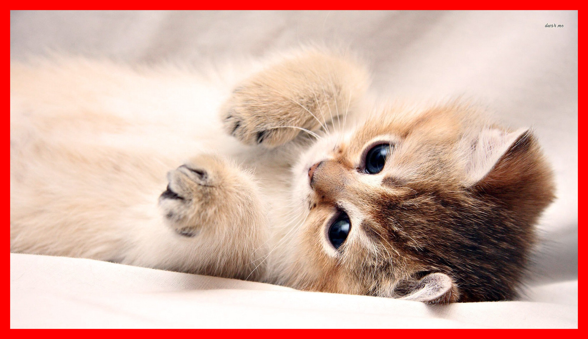 An adorable ginger kitten lies on its back on a soft white blanket, paws playfully reaching upwards. Its bright blue eyes gaze curiously at the viewer