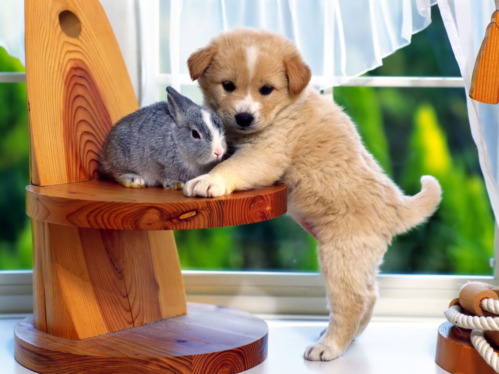Puppy And The Bunny Desktop Wallpaper