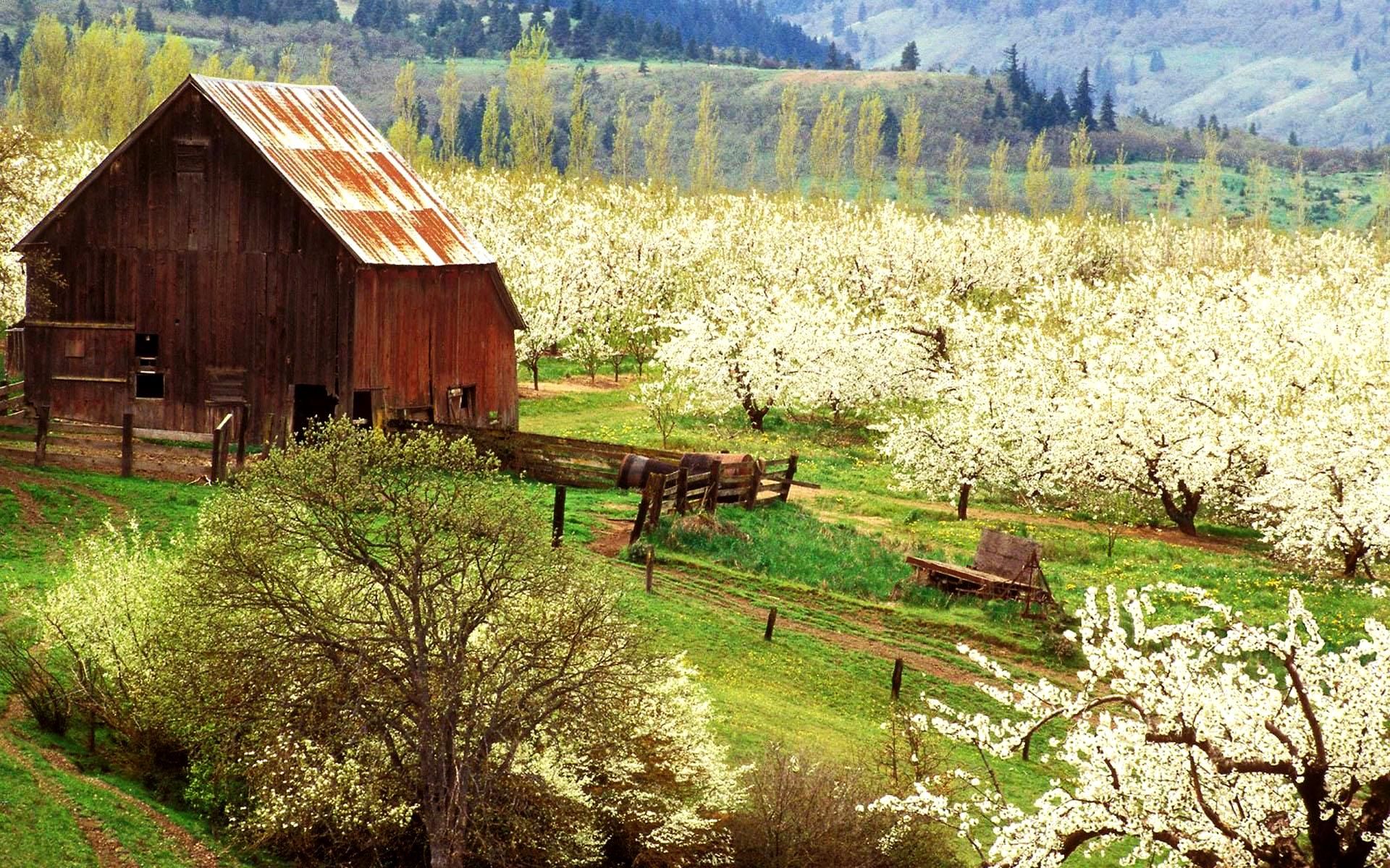 Spring Farm Scenes Wallpaper Flower Desktop