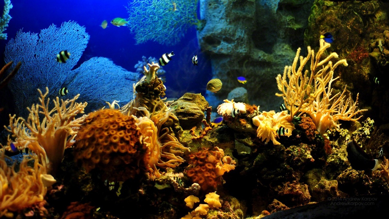 Aquarium Wallpaper X Desktop