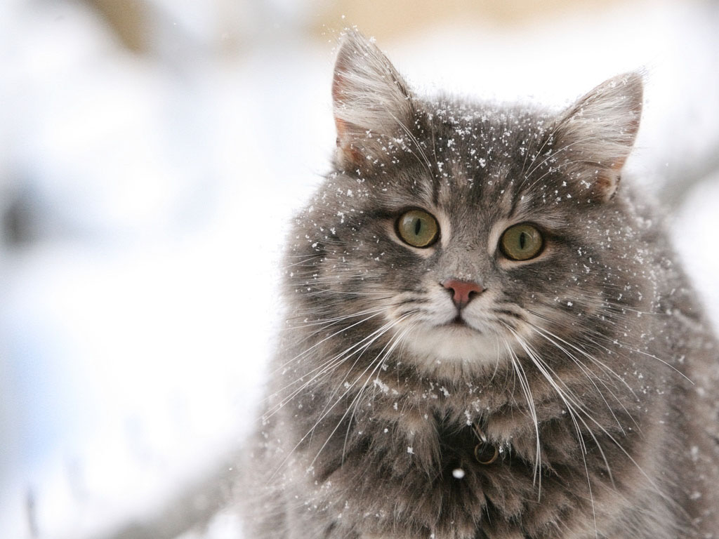 Cute cat in the snow desktop wallpaper Programming Resource Center