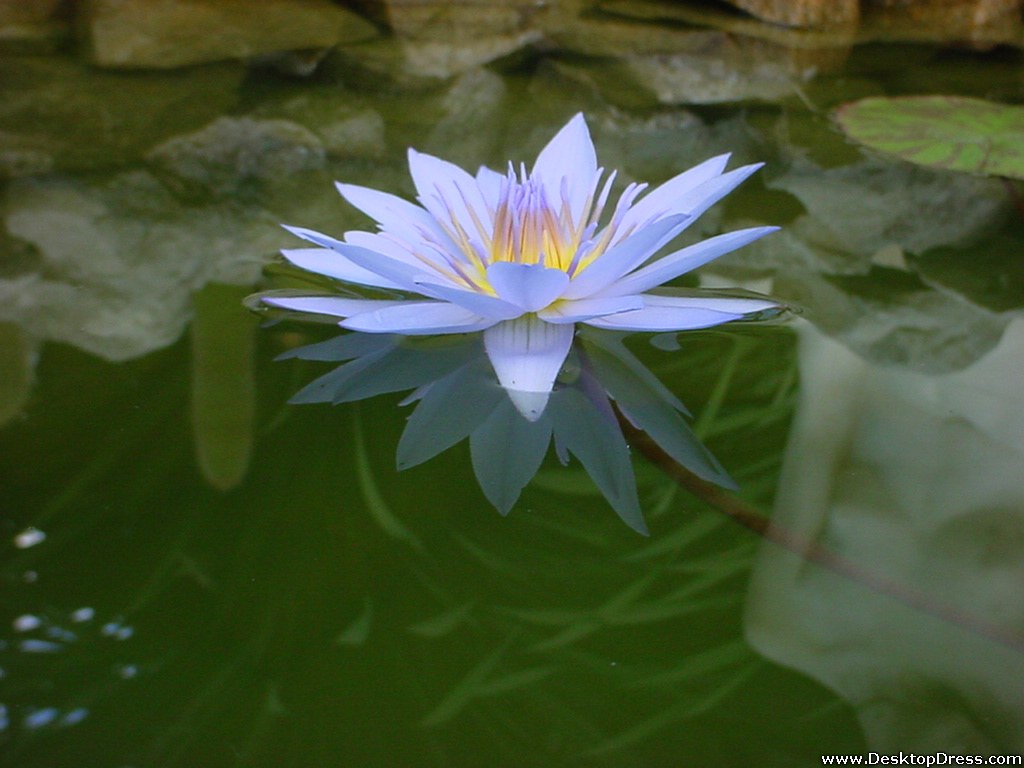  desktop wallpapers flowers gardens backgrounds water lily water lily