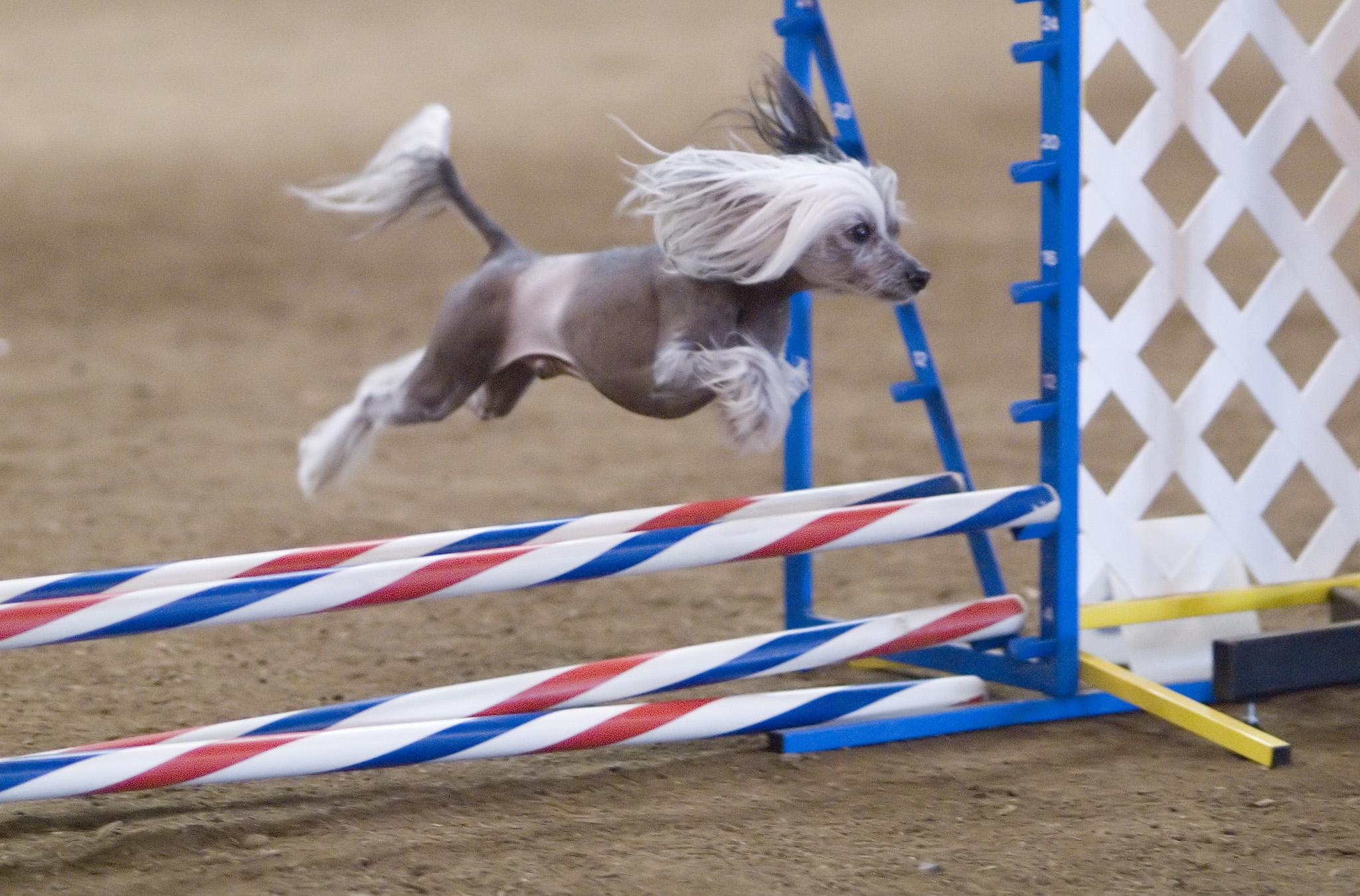 Jumping Chinese Crested dog photo and wallpaper Beautiful Jumping