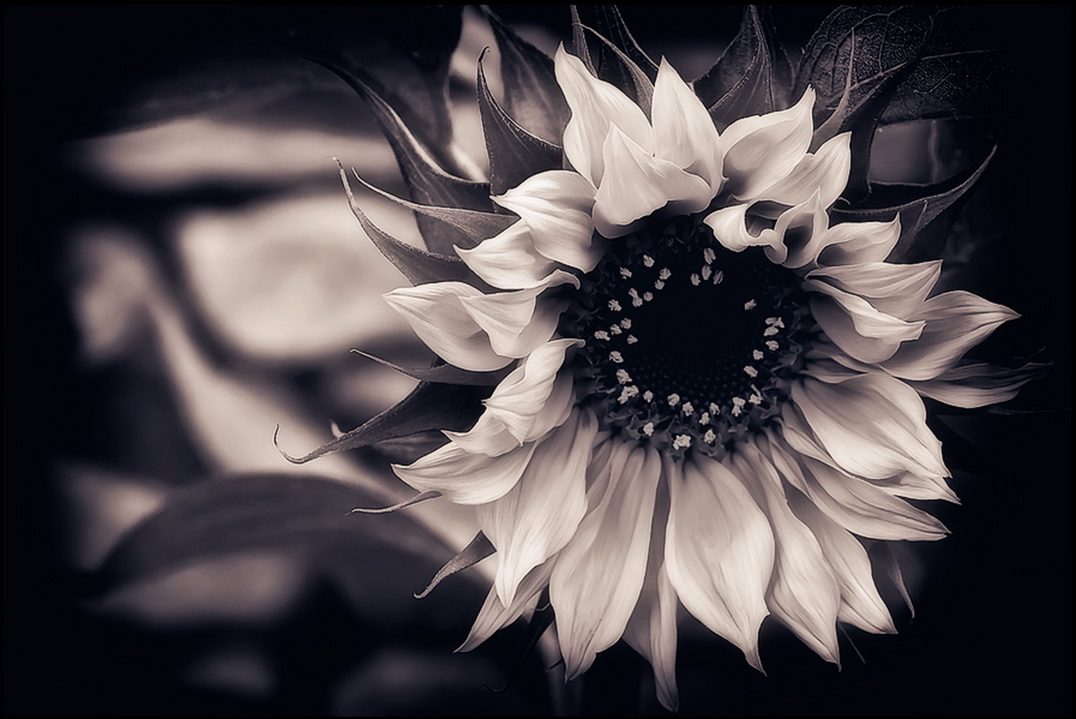 Wallpaper Sunflower Black And White Background