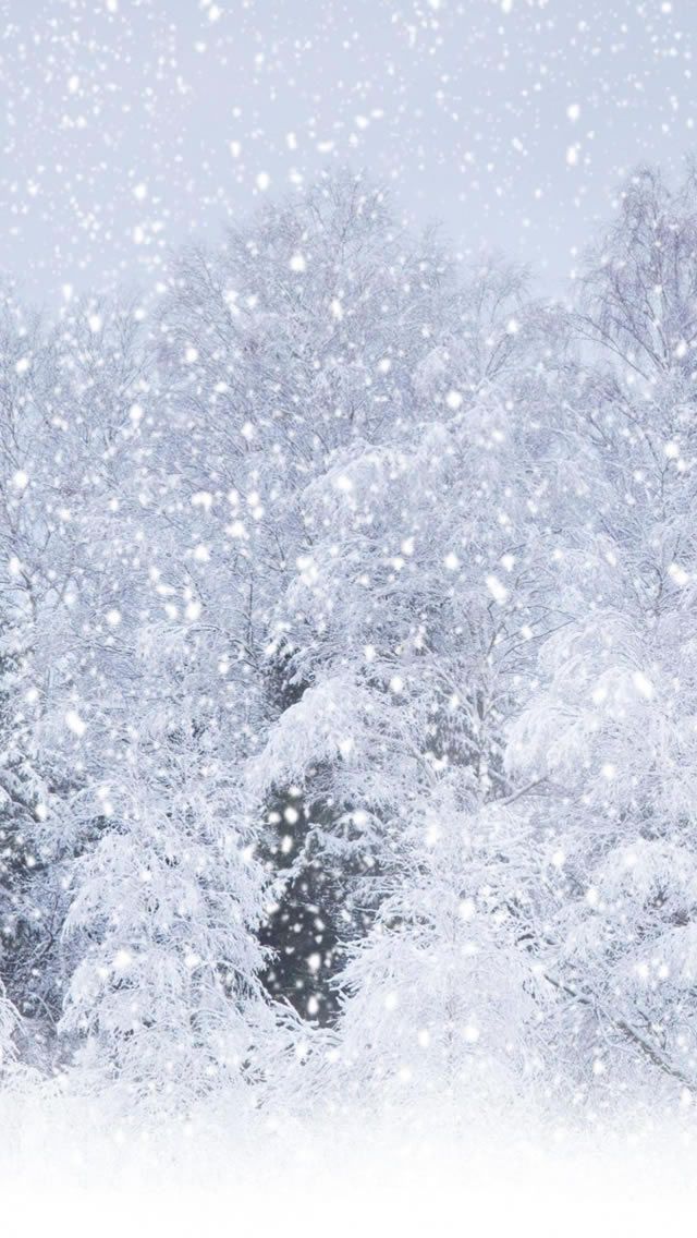 Heavy Snow Pine Tree Forest Landscape iPhone 5s Wallpaper