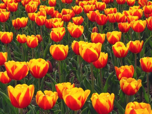 Tulips Screensaver Screensavers
