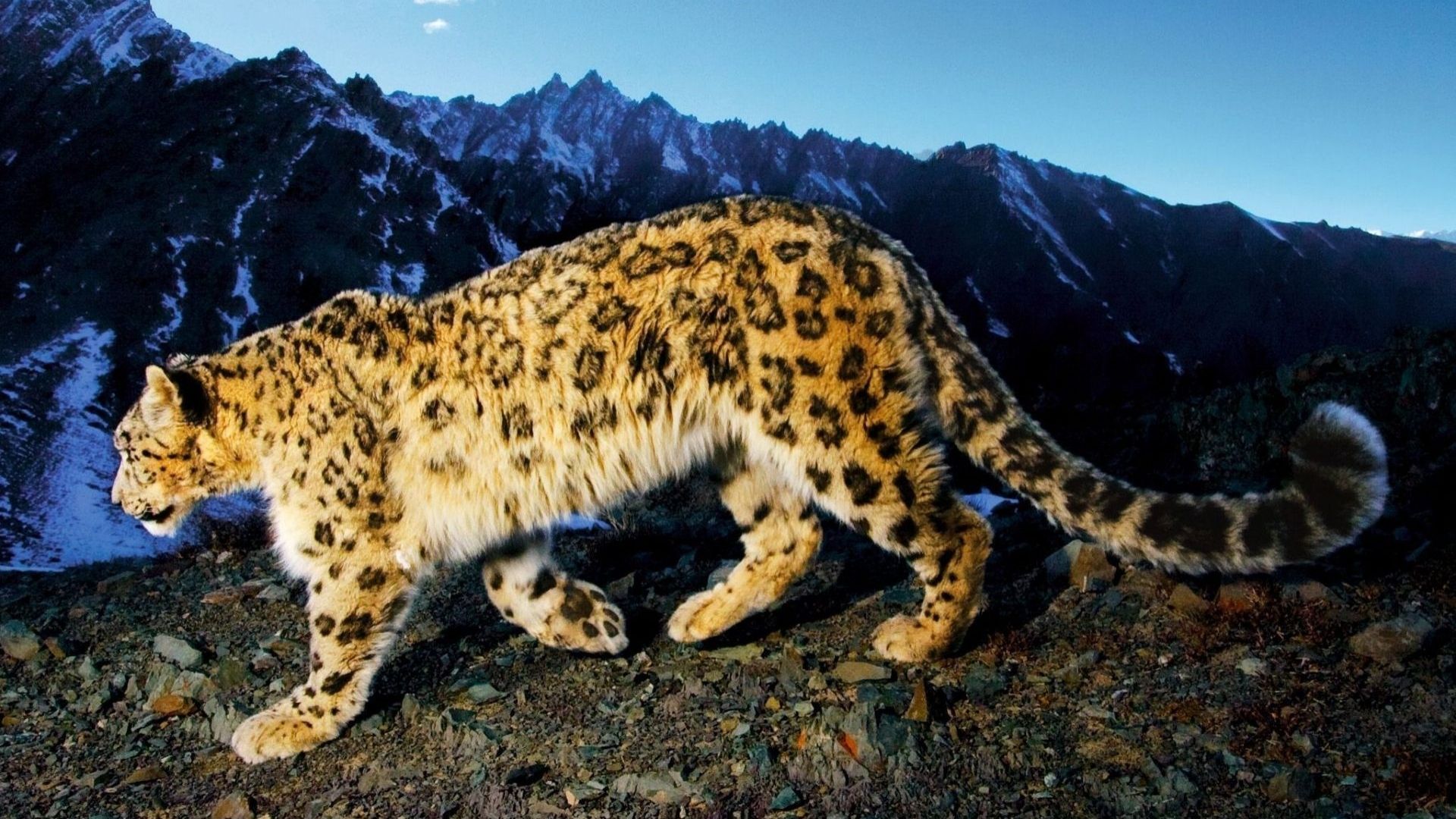 Animals Snow Leopard Prowl Desktop Wallpaper Nr
