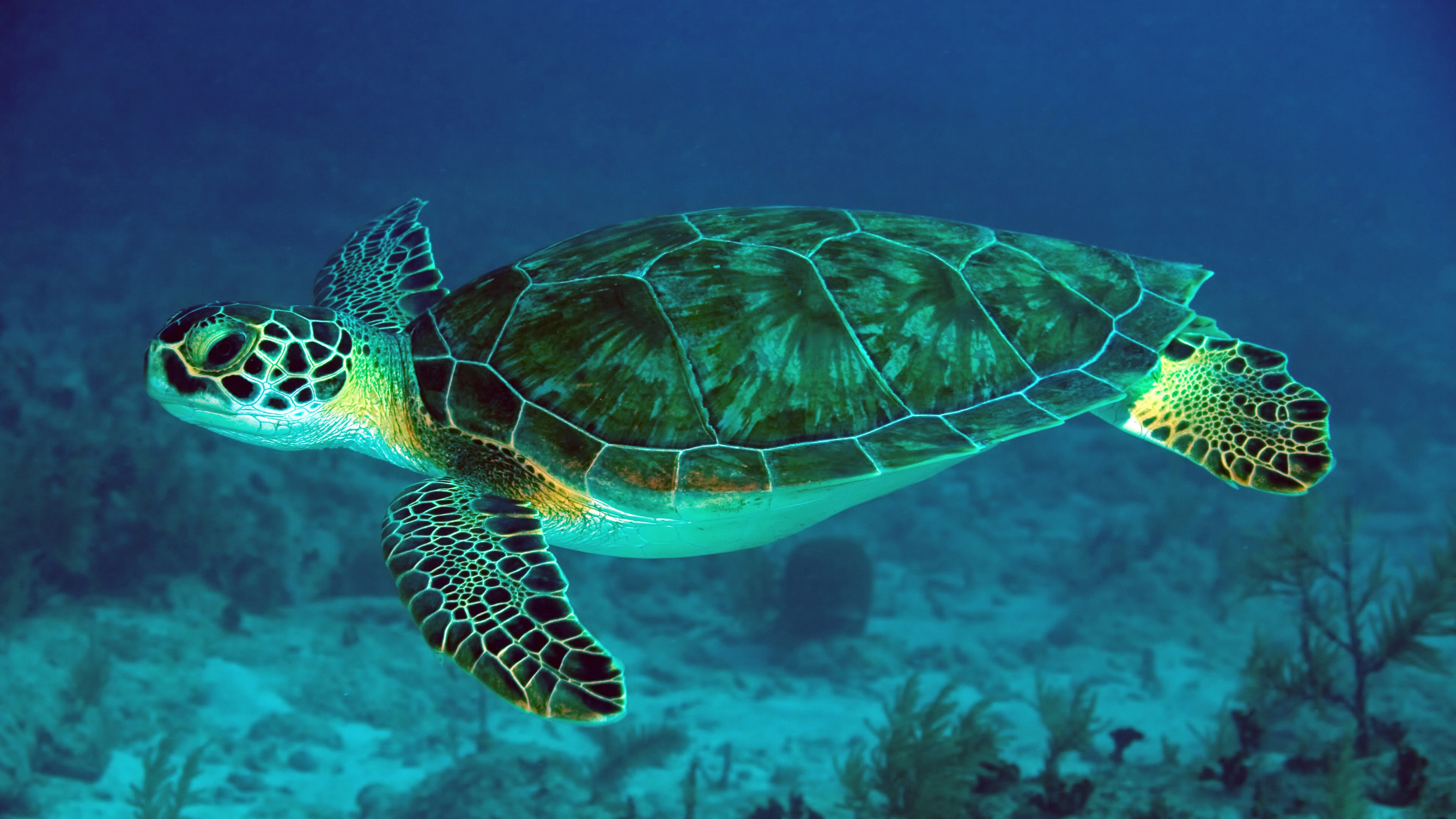 Sea Turtle 4k Ultra HD Wallpaper Background Image
