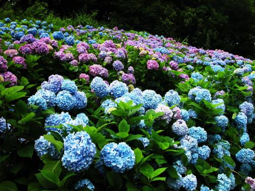 Beautiful Flower Garden Wallpaper