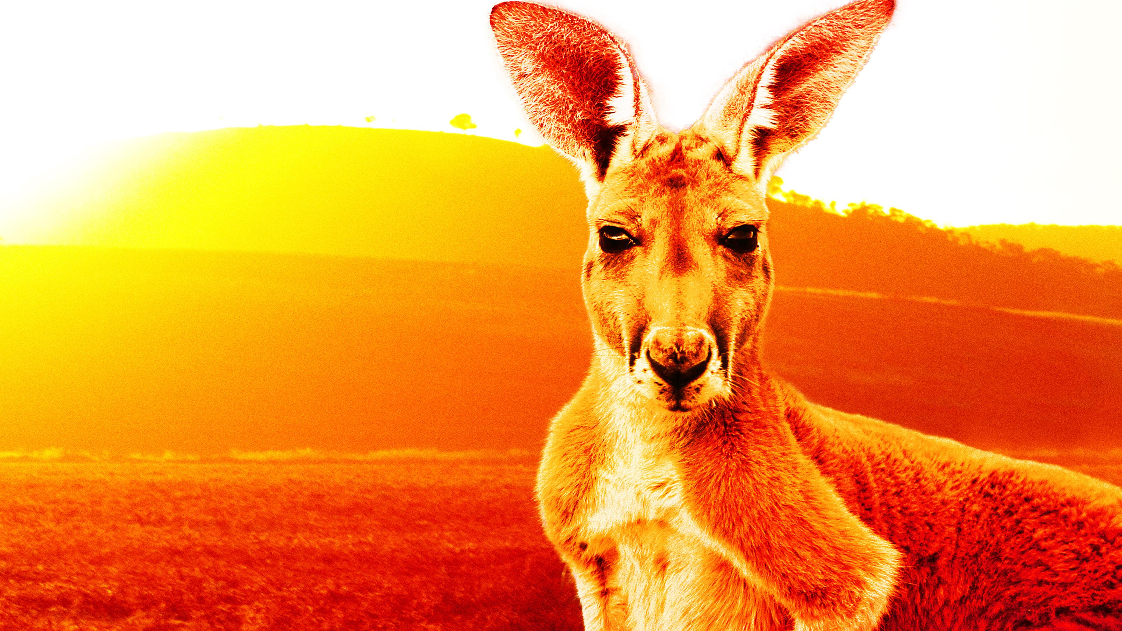 Prime Video Natural World Special Kangaroo Dundee And Other