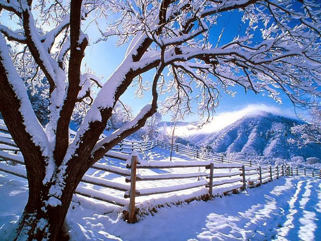 Winter Scene Trees In The Snow Mountain Snowy